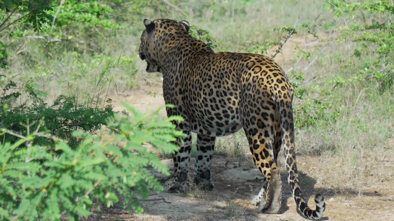 Leopard walking on forest path in Yala National Park, calm moment in wild nature