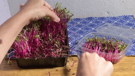 Caucasian-woman-cut-beet-sprouts-microgreen-with-scissors-homemade,-view-from-behind