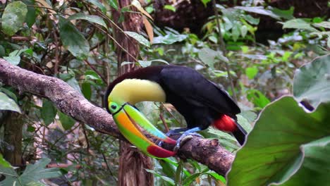 a keel billed toucan sits on a branch in the jungle