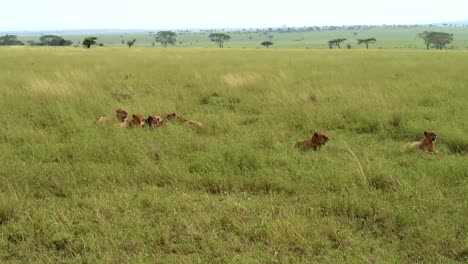 static shot of a pride of lions eating an animal in the long grass in tanzania