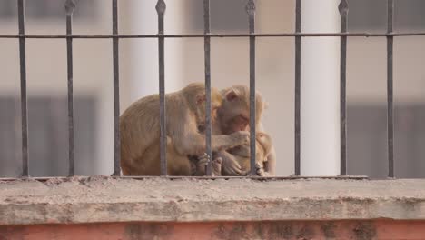 padres de mono cuidando a un bebé que duerme en los brazos de su madre