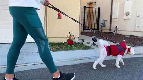 female walking maltese dog in santa christmas outfit