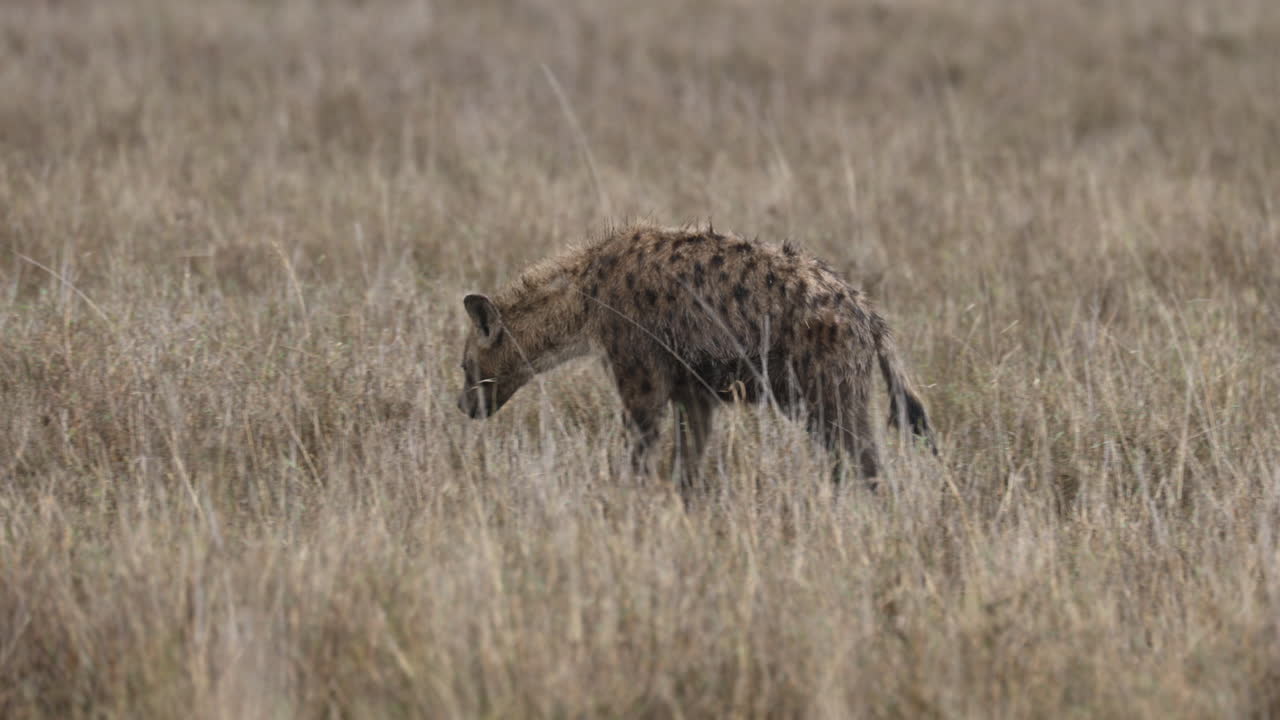 Serengeti_Spotted Hyena slowly walking through tall grass.