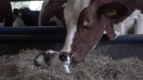 Footage-of-a-Kitten-Playing-Amongst-the-Hay,-Next-to-a-Herd-of-Cows