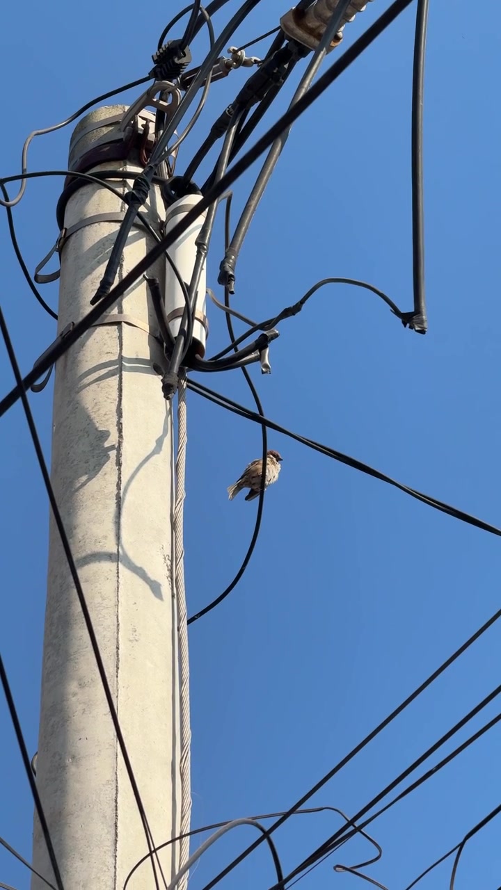 Lille spurv siddende på elledninger mod en klar blå himmel