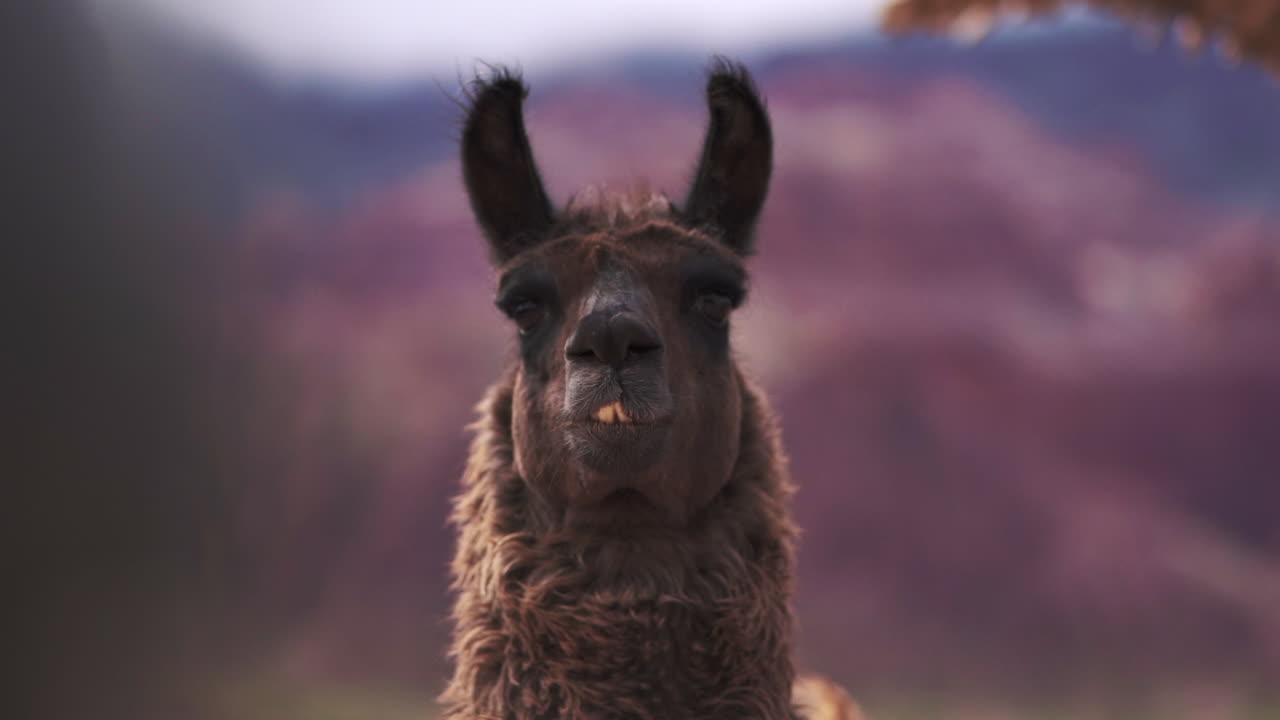 una curiosa llama marrón mirando fijamente, capturando un momento de calma