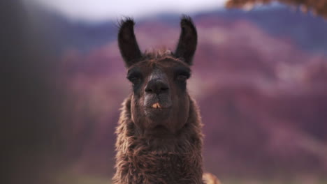 a curious brown llama staring intently, capturing a moment of calmness