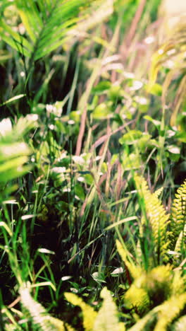 close up of green leaves and plants in a lush forest