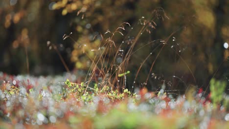 Ähren-Aus-Trockenem-Gras-über-Dem-Bunten-Unterholz,-Mit-Morgentau-überzogen