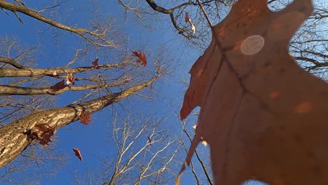 incredible slow motion of dry oak leaves falling from trees, low angle pov of camera pointing upwards