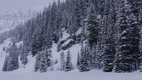 lake louise banff national park, snowy forest