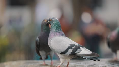 thirsty pigeons standing and drinking water on a concrete surface of a water fountain in a park