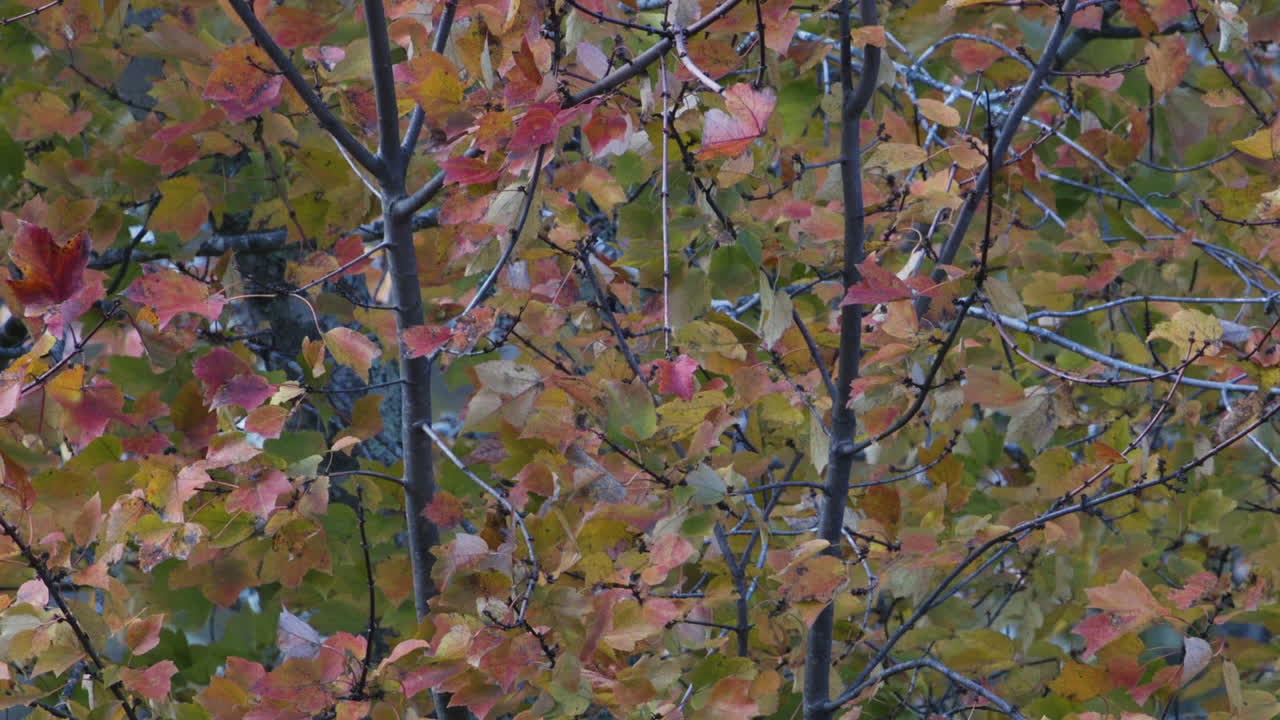 Yellow, green and orange leaves during autumn. Medium close.Slow motion.