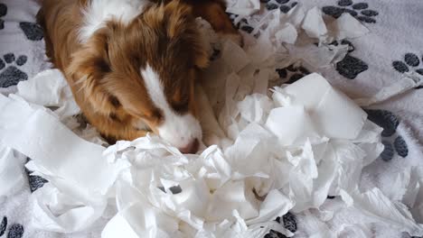 small australian shepherd puppy made mess on bed, tore and ate several rolls of toilet paper.