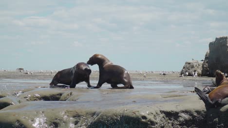 Static-slow-motion-shot-of-two-sea-lions-shouting-and-fighting-each-other-on-rocky-bank-island