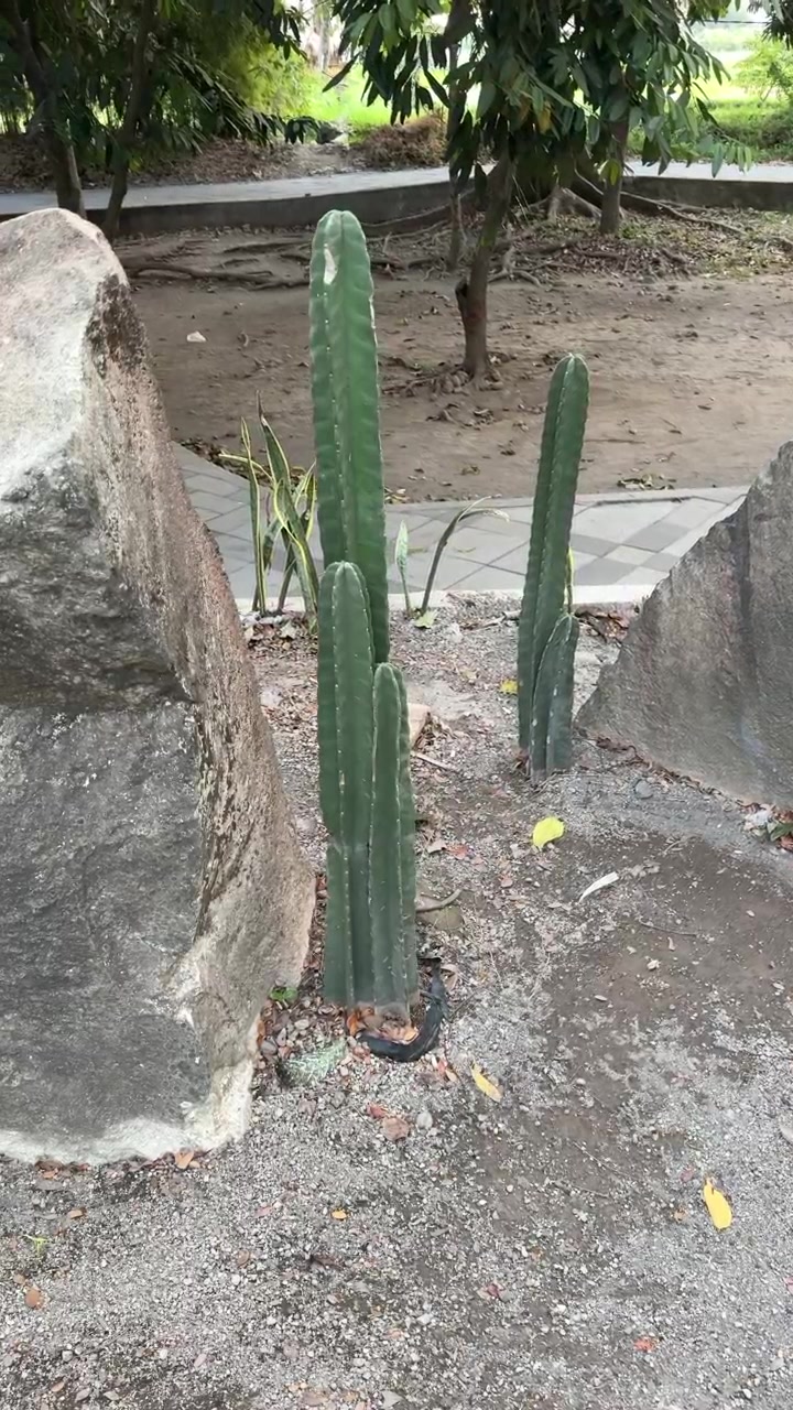 Cactus verde alto creciendo entre rocas grandes en un jardín