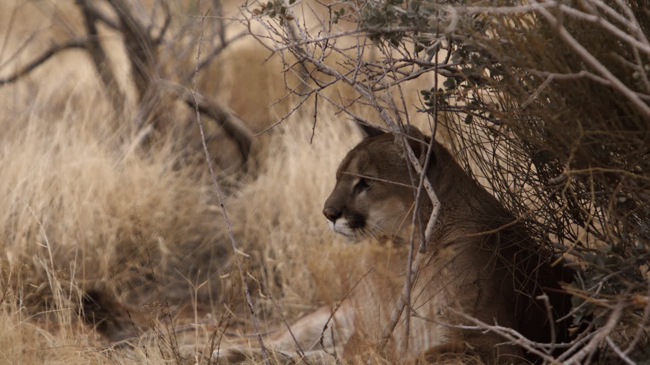 Mountain lion relaxing in bushes on hot summer day - observing surroundings