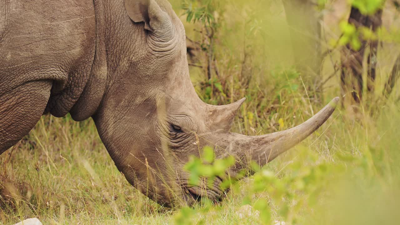 아프리카 사파리 동물 코 ⁇ 소 마사이 마라 북부 보호 구역 야생 자연 사이에서 풀을 먹고 사파리 마라에서 풀을 먹고