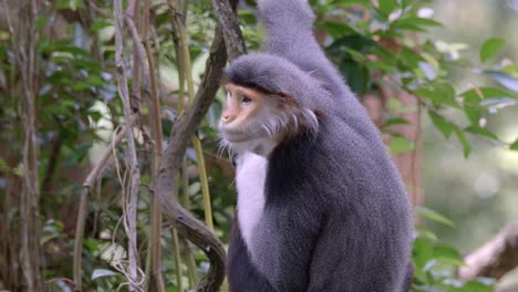 Rotschenkel-Douc-Langur-Affe-Im-Baumwald-Tagsüber.---Nahaufnahme