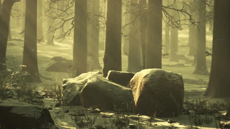 winter foggy beech and spruce forest scene