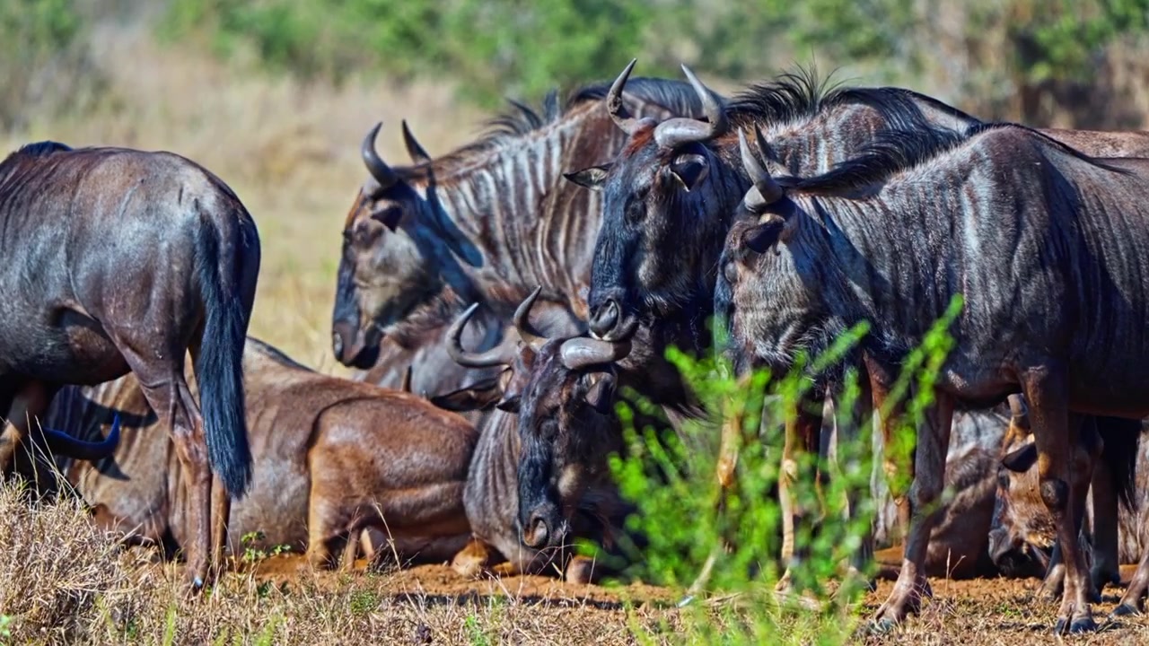 Herd of Wildebeest together in a wildlife conservation reserve in South Africa, surrounded by dry grass and bush in a natural savanna habitat, handheld close-up view