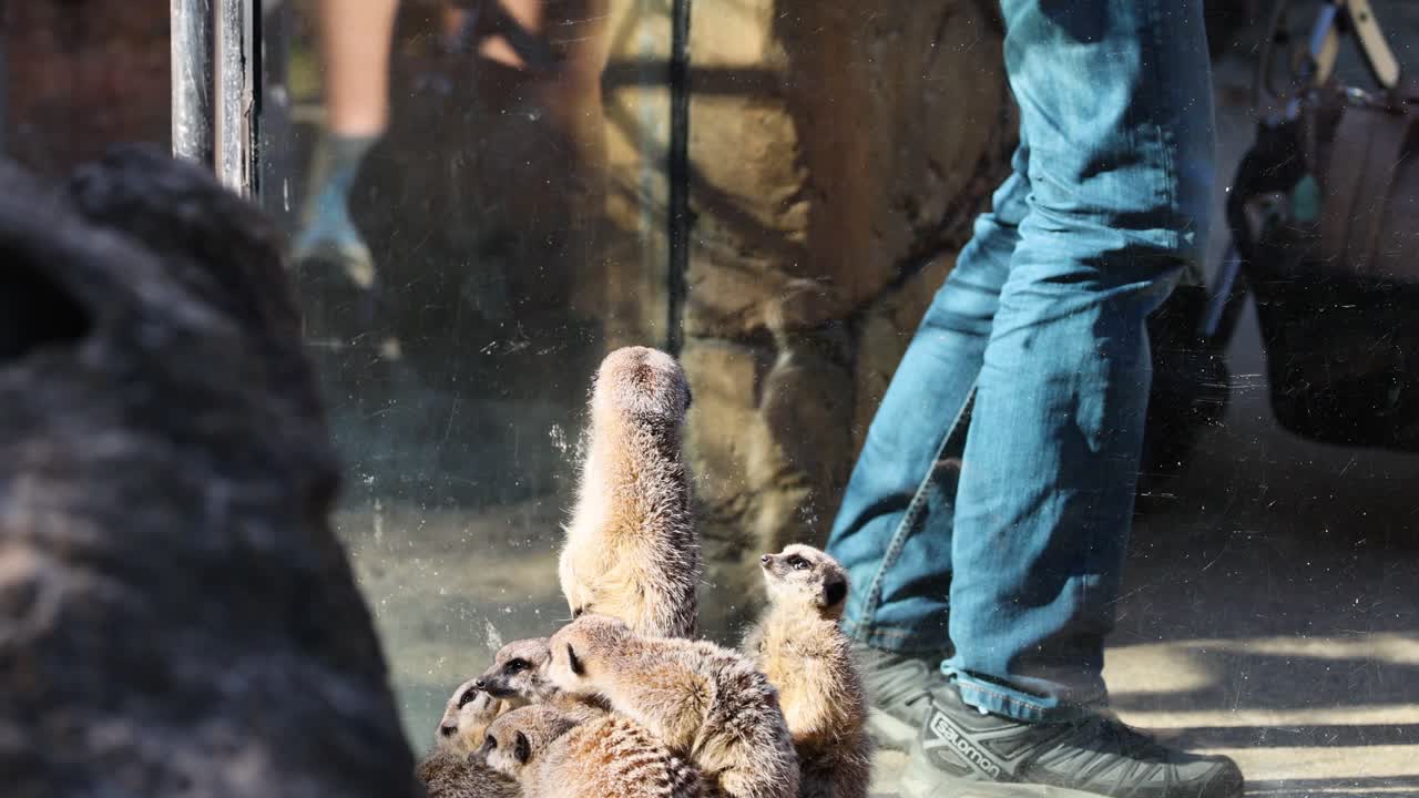 수리카트 들 은 유리  을 통해 방문자 들 을 관찰 한다
