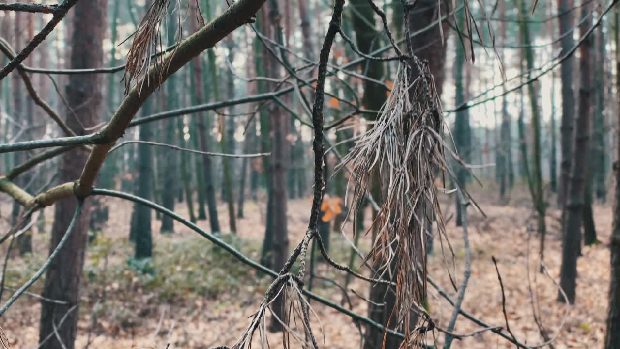 Dead needles on a tree shake in the wind in a barren dark and gloomy forest