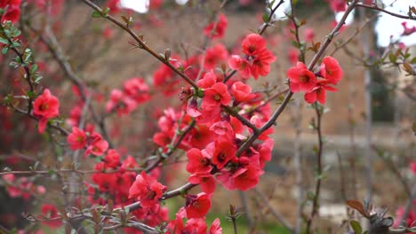 close up of red flowers with twigs and blurred background