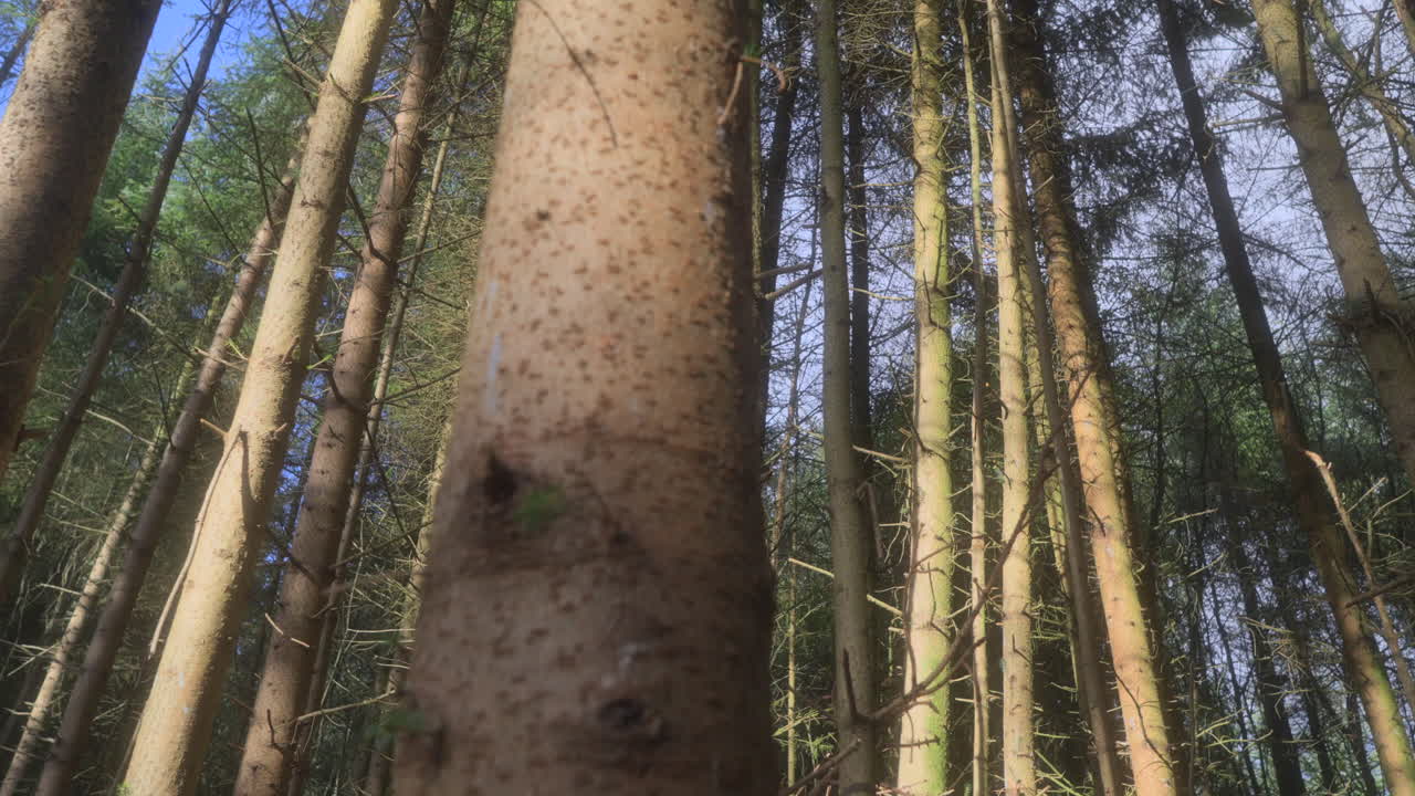 키가 큰 은 나무 줄기가 나무 질에 빛을 비추며 지나갑니다.