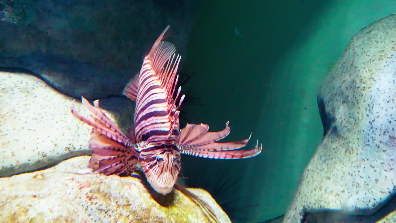 싱가포르의 수족관에서 수영하는 것을 볼 수 있는 pterois volitans라는 가족 scorpaenidae에 속하는 유독한 산호초 물고기인 lionfish입니다.