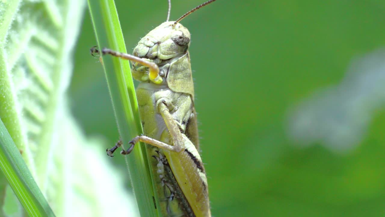 Macro close-up of a grasshopper, showing detailed legs, and textured body, highlighting the intricate features and natural beauty of this small insect