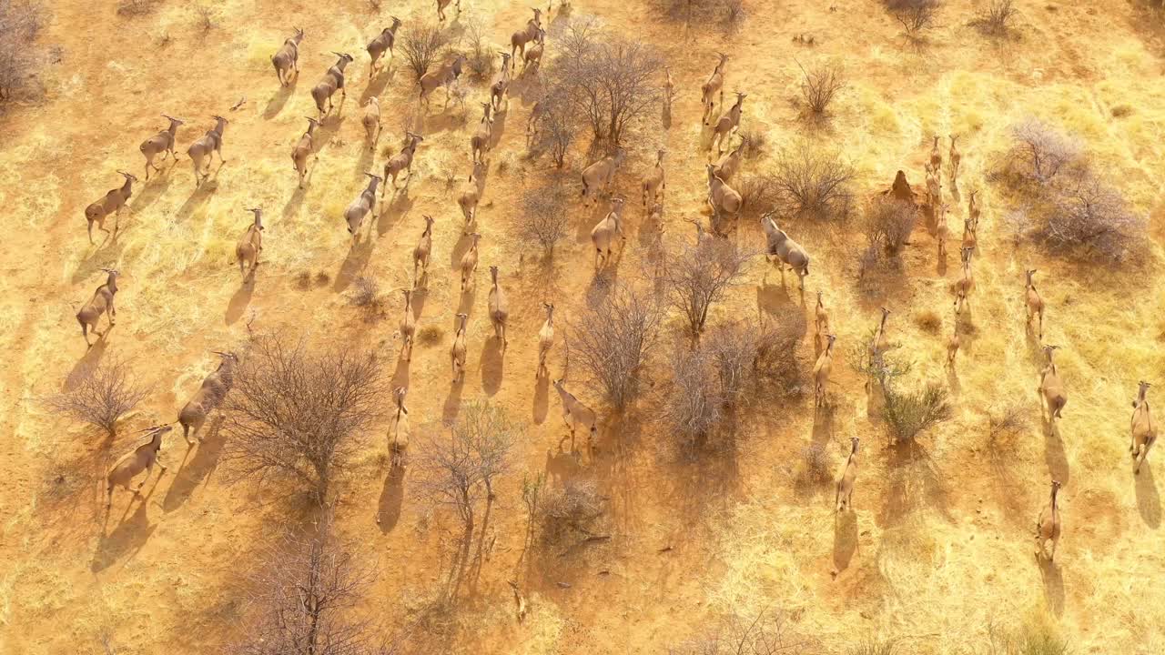 notable antena de dron sigue una gran manada de antílopes eland en la sabana de áfrica y una excelente toma de acción de safari de vida silvestre 1
