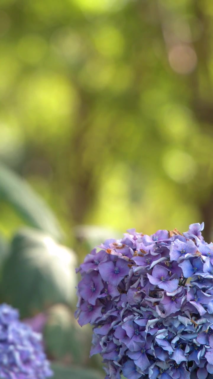 Purple hydrangea flower cluster gently sways outdoors, soft sunlight, shallow depth of field
