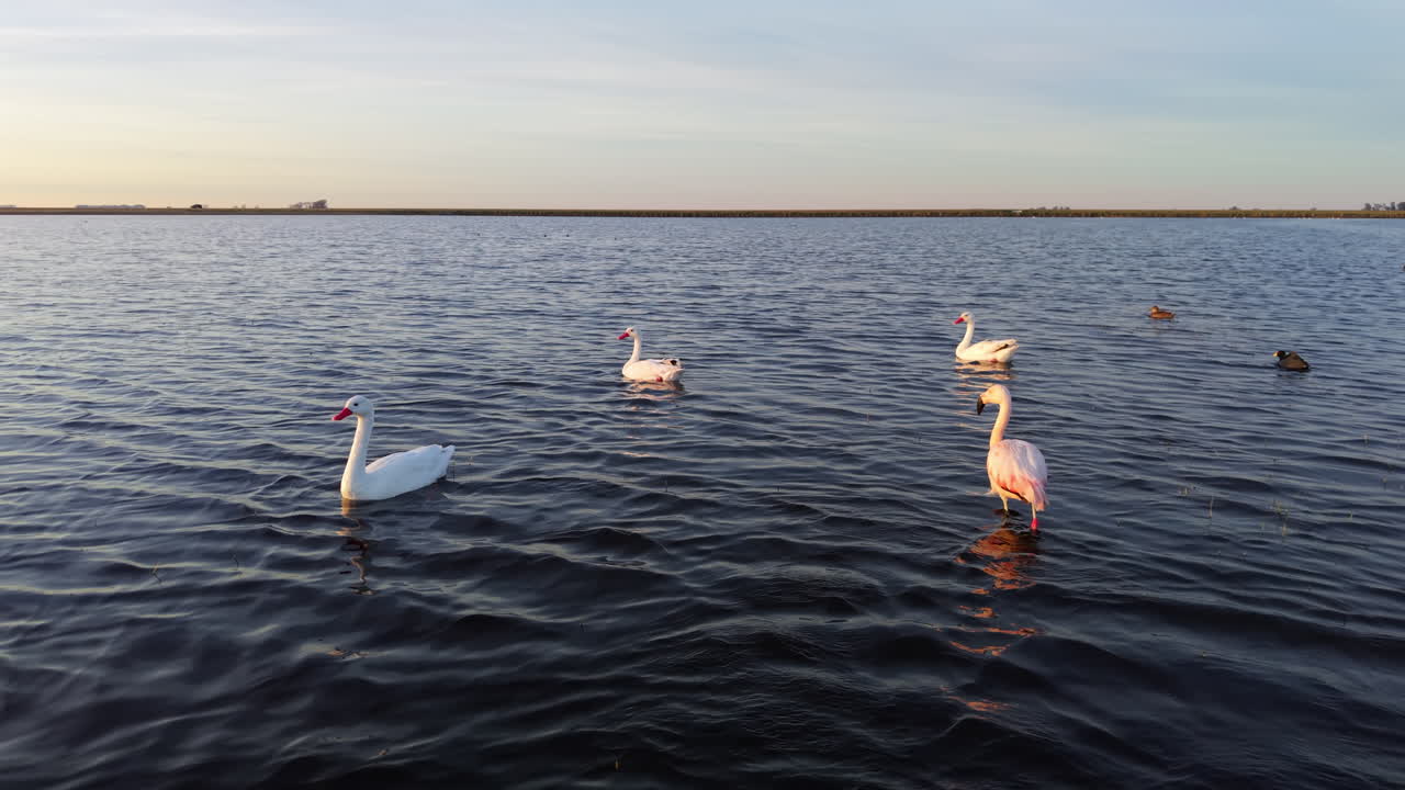Flamingos and ducks swimming on rural lagoon in Buenos Aires countryside, Argentina, wetland habitat
