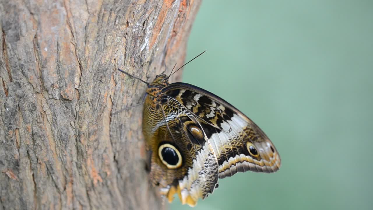 farfalla