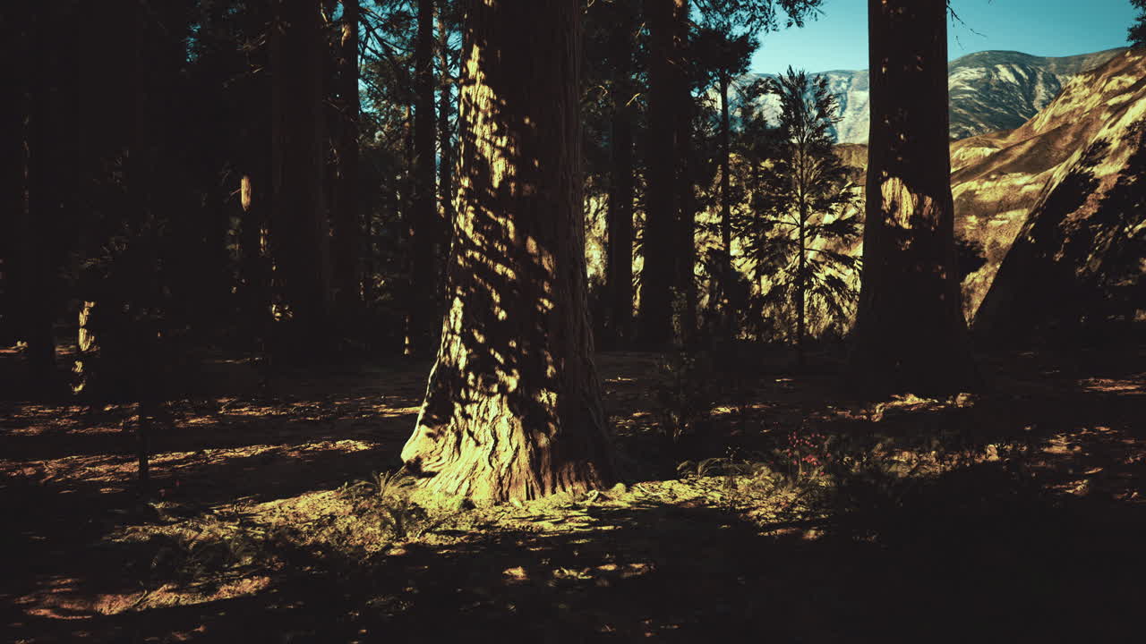 Majestic trees basking in golden sunlight in tranquil forest setting