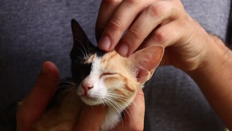 close up of a rescued calico kitten gently cradled and given a loving head scratch