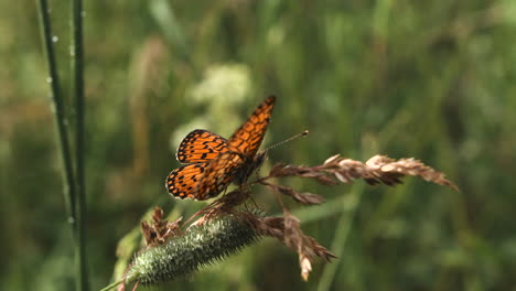 mariposa naranja en el césped