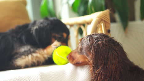 Dachshund-sausage-dog-licks-another-sausage-dog-before-playing-with-a-yellow-tennis-ball