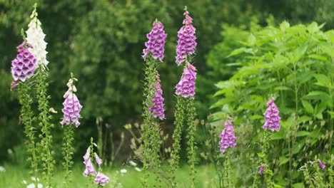 foxgloves blooming in the field