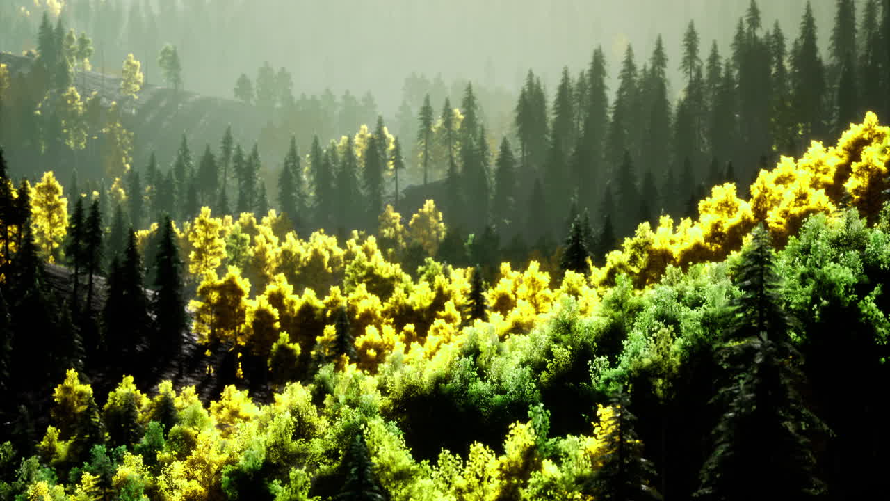 Majestic forest landscape with vibrant colors at dawn in natures serenity