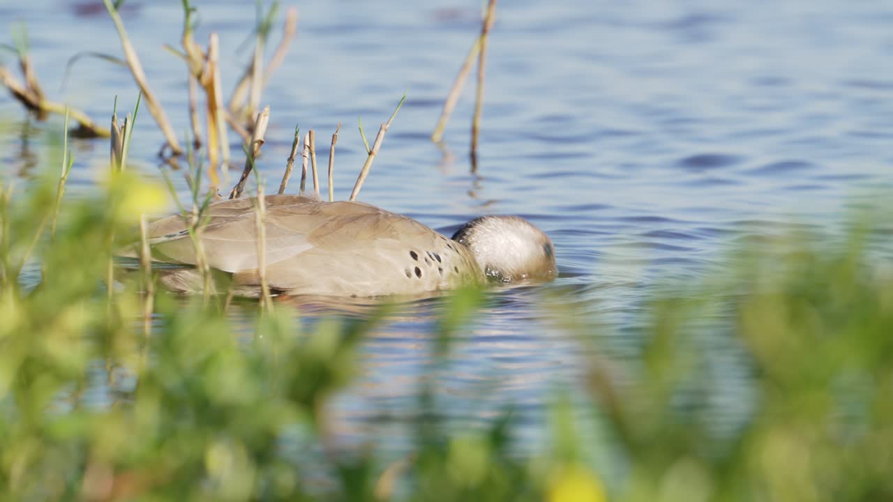 drake macho, cerceta brasileña, amazonetta brasiliensis con cuello flexible, sumergiendo su cabeza dentro de los pantanos de agua dulce, buscando vegetaciones acuáticas e invertebrados con su pico