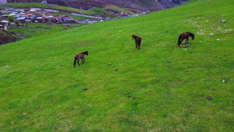 aerial follow shot of 3 horses trotting along highland grassland