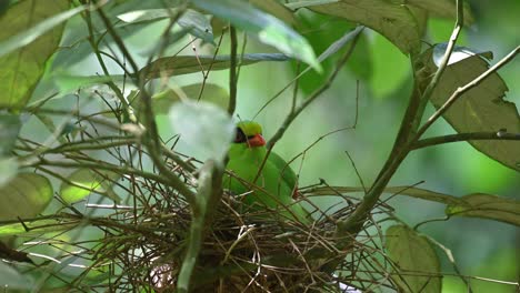 common green magpie, cissa chinensis, kaeng krachan national park, thailand