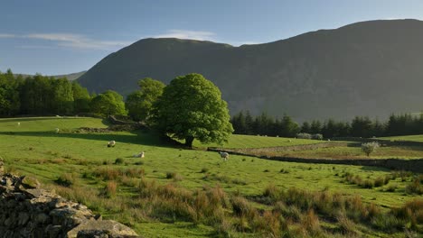 classic lake district scene of sheep grazing in green rolling fields