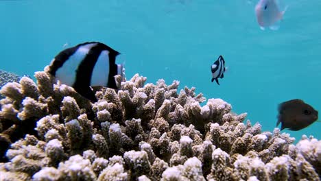 美麗的生物多樣性珊瑚礁與不同物種的damsel魚游泳,而太陽光射線閃耀在藍色<unk>色熱帶海洋的大屏障珊瑚礁, 澳洲