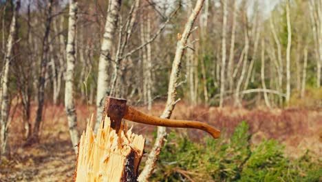 man with an ax in the forest - medium shot