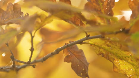 la luz dorada del sol se filtra a través de las hojas de roble en otoño