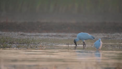 black headed ibis bird fishing in wetland area