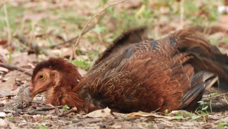 female hen taking sand bath